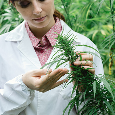 Cannabis / Psychedelics / Ketamine